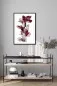 Preview: CHERRY BLOOM – Gerahmter Fine Art Print