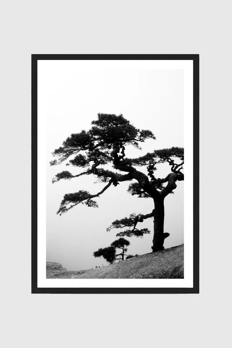 Big Bonsai - Huan Shan II | Gerahmter Fine Art Print